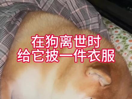 在狗狗离世时披一件衣服#狗狗 #养狗经验分享 #宠物知识 #科学养宠攻略 #养宠进阶指南