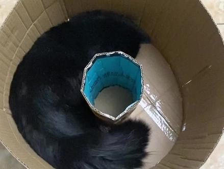 猫咪永动机测试!小熊这智商真是堪忧啊…哎…#黑猫 #小熊