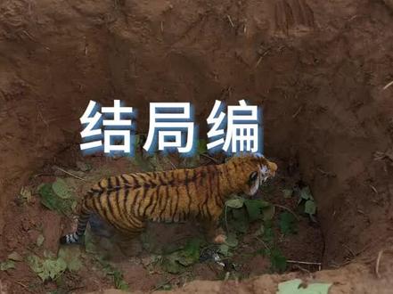 回村后,我拥有了动物沟通的能力
回村后,我拥有了动物沟通的能力后续
回村后,我拥有了动物沟通的能力大结局
回村后,我拥有了动物沟通的能力一口气看完
回村后,我拥有了动物沟通的能力全集
回村后,我拥有了动物沟通的能力合集
回村后,我拥有了动物沟通的能力完整版
回村后,我拥有了动物沟通的能力短剧
回村后我拥有了动物沟通的能力短剧高清
回村后我拥有了动物沟通的能力短剧免费看
回村后我拥有了动物沟通的能力大结局
回村后我拥有了动物沟通的能力短剧看全集
重生后我拥有了和动物对话的能力
我回到乡下获得和动物沟通的能力
重生后我有了与动物交流的能力
获得和动物沟通的能力一口气看完
#回村后我拥有了动物沟通的能力 #回村后我拥有了动物沟通的能力后续 #回村后我拥有了动物沟通的能力短剧