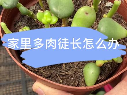 家里多肉徒长怎么办,不会的肉友们快学习啦!#多肉养护 #抖音小助手