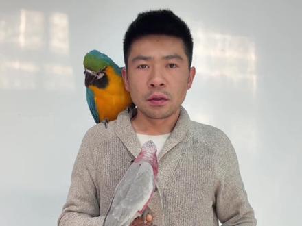 不同品种的鹦鹉说话学语时间会有差距,具体可以参考一下这个视频 #鹦鹉学语教程 #鹦鹉 #鹦鹉鹦鹉萌萌哒逗鹦鹉 #鹦鹉日常 #鹦鹉小白