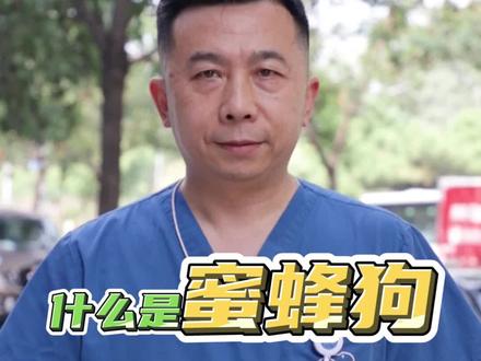 你知道什么叫“蜜蜂狗”吗?#宠物知识 #养宠进阶指南 #人人都是爱宠分享官 #狗是人类最忠诚的朋友请善待它