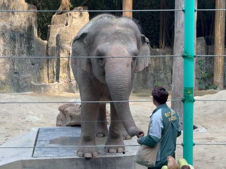 大象玛利亚 #亚洲象玛利亚 #亚洲象威风 #长隆野生动物世界 来看玛利亚玛甜甜吃椰子咯~