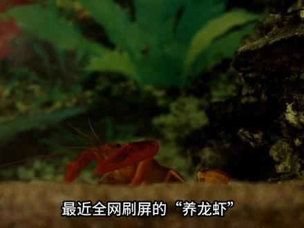 养龙虾?小心被骗! #热点 #龙虾 #AI