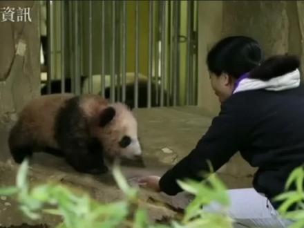 五月龄小圆梦#来这吸熊猫 #国宝熊猫 #大熊猫圆梦