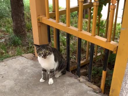 分享一下我喂流浪猫的经验,希望能给到大家一些启发。
