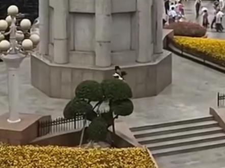 解放碑有自己的结节兽……#解放碑 #万万没想到