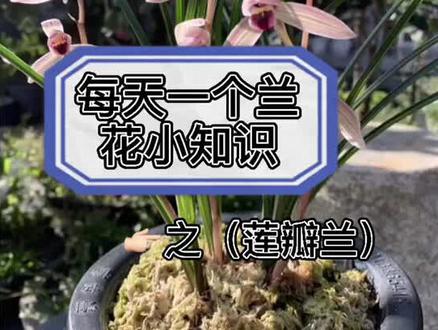 兰花大种类之莲瓣兰,分享兰花小知识#兰花种植 #兰花种植基地 #养兰人