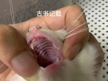 #猫 古书记载 猫口貴有坎@DOU+小助手