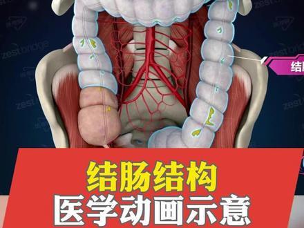 有朋友咨询结肠在哪,怎么区分?来个视频。#结肠 #结肠癌 #健康科普 #医学科普