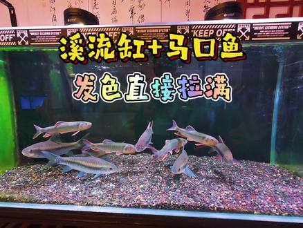 溪流缸+马口,才是原生鱼玩家的浪漫 #溪流缸 #马口 #溪流马口 #养鱼经验分享 #吉罗鱼