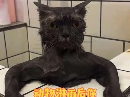 这些动物淋湿后的样子,你还能认出来吗?#动物 #动物淋雨 #动物的迷惑行为 #神奇动物