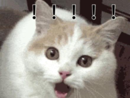 工具人猫咪的自我修养 #猫咪 #哈基米#铡刀#爱心