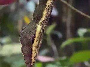 最会模仿蛇类的毛毛虫,不但外形像蛇,还会似毒蛇般扑咬! #夏日混剪大赛