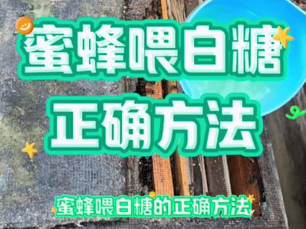 蜜蜂喂白糖的正确方法#养蜂技术分享 #蜜蜂养殖技术交流 #三农