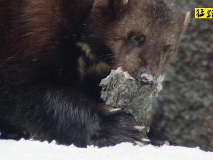 《蜜 獾 Plus》 #狼獾 #动物 #动物世界 #自然纪录片 #纪录片 #神奇动物 #动物科普