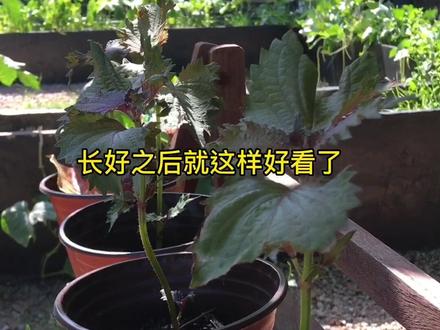 紫苏水培扦插和直接土培的区别#一份耕耘一份收获 #紫苏