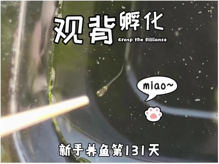 新手养鱼第131天 终于孵化小鱼苗啦#新手养鱼#观背青鳉 #养鱼日记 #鱼卵孵化