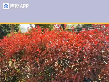 红叶石楠栽种成活率高,这些技巧要掌握#红叶石楠