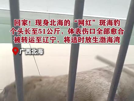 回家!现身北海的“网红”斑海豹个头长至51公斤,体表伤口全部愈合,被转运至辽宁,将适时放生渤海湾#北海网红斑海豹转运辽宁 #北海 #斑海豹 #辽宁 (记者:彭庆 通讯员:李树荣 剪辑:覃玉富)