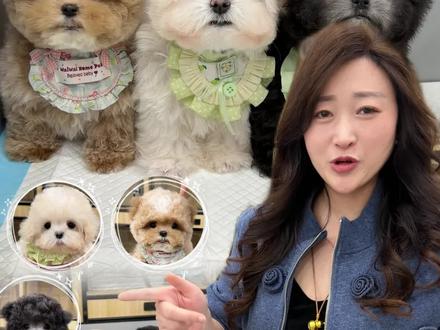 三只狗狗三个品种,听懂指令的泰迪熊、会打招呼的马尔泰,乖乖的灰泰迪#泰迪熊#马尔泰#灰泰迪#不养狗不知道养狗的乐趣 #可爱到爆炸💥