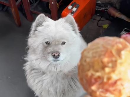 谁都别想碰我!的!宝!贝!球! #汽修厂#萨摩耶