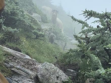 转角遇到牛#羚牛 秦岭杀人王