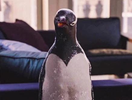 企鹅是真企鹅,就是不太正经 #奇幻喜剧