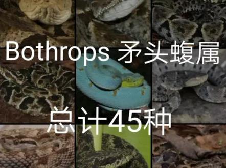 矛头蝮≠原矛头蝮Bothrops 矛头蝮属(上)