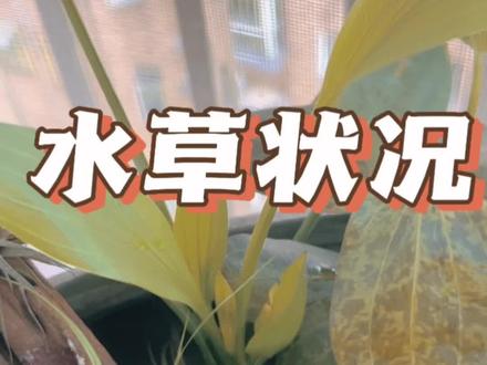 兄弟们,回广州了!照抄@无穷小亮的科普日常 古法水陆鱼缸,这几天因为不在家所以有几棵水草出了点状况,今天回来看看啥情况,结果有喜有悲#古法养鱼 #生态缸 #水草 #开缸