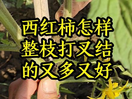 西红柿怎样整枝打杈结的又多又好,西红柿种植技术和方法#西红柿种植 #种菜 #种菜小技巧 #三农 #我的乡村生活