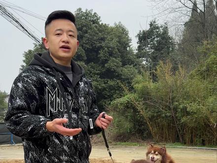 火箭班新学员002 就是上火了#会训犬的老黄 #萌宠出道计划 #狗狗的心思都写在脸上了 #阿拉斯加 #不养狗不知道养狗的乐趣