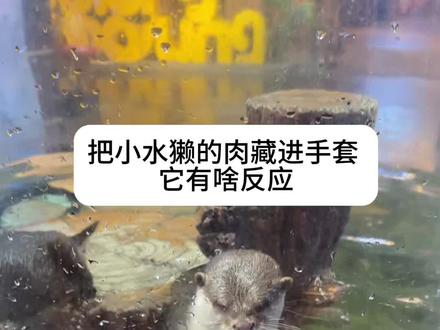 当我把小水獭的肉藏进手套! #长沙zoolung大型室内动物园 #王思聪的动物园 #水獭 #水獭宝宝 #亲子游玩好去处