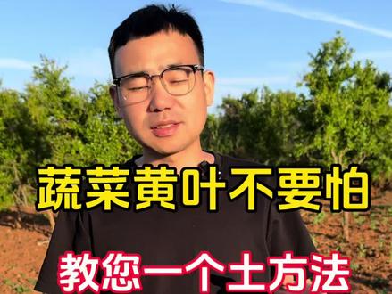 蔬菜黄叶不要怕,教您一个土方法。 #蔬菜种植 #辣椒 #茄子 #黄叶
