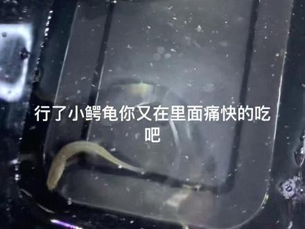 小鳄龟苗开始还是先吃点龟粮就行了