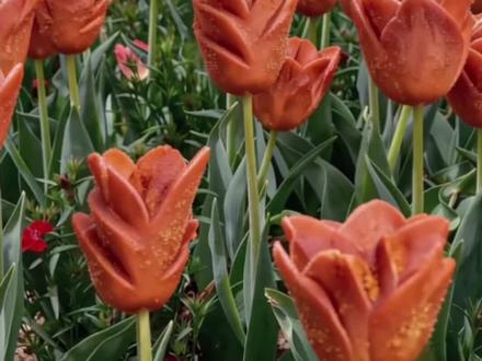 #这是我见过最香的郁金香 #郁金香 #春天 #豆包ai #豆包出大片有两把刷子 郁金香烤肠 郁金香烤肠ai指令 郁金香烤肠图片 郁金香烤肠指令 郁金香烤肠花束 郁金香烤肠挑战 郁金香烤肠教程 郁金香烤肠ai生成 郁金香烤肠背景图 郁金香烤肠头像