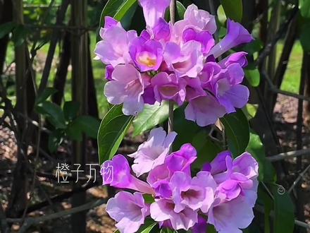 一口气带你认识七十五种不常见花,你都见过几种#花 #花朵大合集 #不常见的花 #涨见识