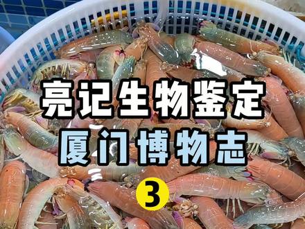 厦门八市海鲜图鉴2#抖音自然 #亮记生物鉴定 #抖音学习课代表