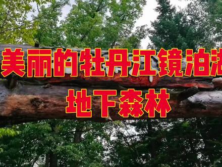 美丽的牡丹江市——镜泊湖地下森林#支持抖音传播正能量 #希望我的作品给您带来最美的回忆与快乐