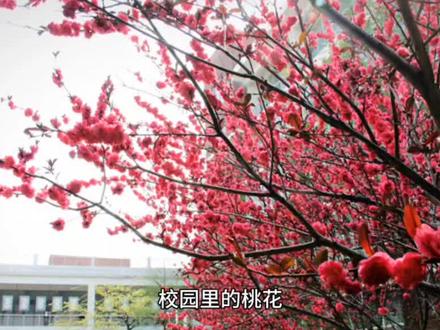 如何写桃花?#桃花 #如何写桃花? #作文