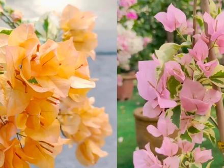 女庄主总结网购经验,又花重金入四个新品种,看看苗情怎么样? #三角梅 #三角梅新品种 #中国丽人三角梅 #苏瓦娜三角梅 #三角洲三角梅