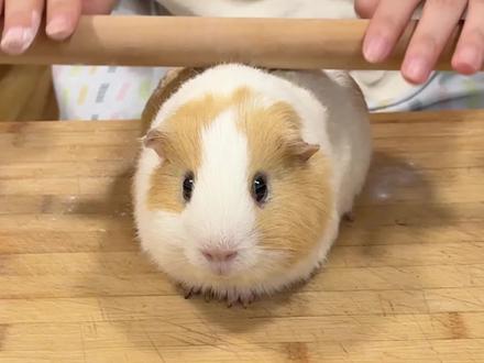 这下谁还能分清Ai和现实啊!#猪妞 #2025AI年终大赏 #AI创作浪潮计划