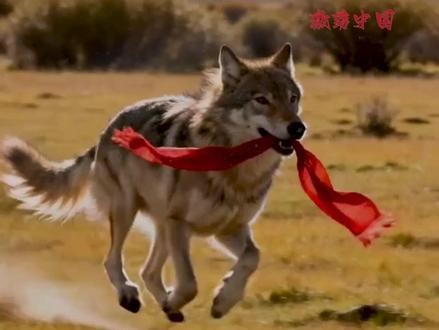 我们终其一生所追求的忠诚与爱,在狼王格林的身上看到了。#格林 #李微漪 #重返狼群 #动物 #狼