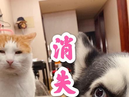 关于猫咪隐gao上期说得很不严谨!重新梳理知识点!更多干货!