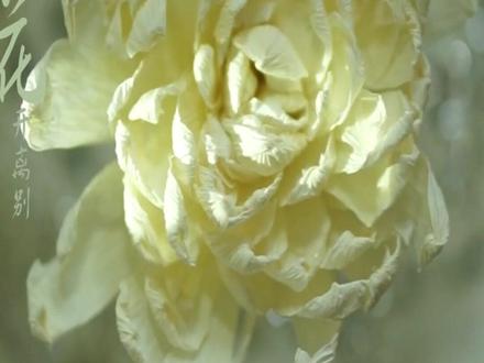 扫墓,纪念烈士。不要再用餐巾纸制作小白花了,五毛钱皱纹纸,为逝者献上美丽的花束!#清明 #皱纹纸 #菊花