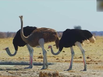狮子捕食短跑悍将鸵鸟,这场追逐战惊险刺激