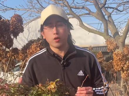 月季12月份养护攻略#月季养护 #月季 #养花小知识 #月季修剪 #养花