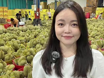 雨天影响多大?最新泰国榴莲一手产地实况! #榴莲产地 #泰国榴莲原产地 #榴莲供应商 #榴莲原产地 #抖音美食创作人