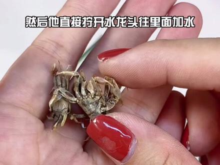 #宠物日常 #河豚鱼 #小潜水艇 生气的样子太可爱啦啦啦