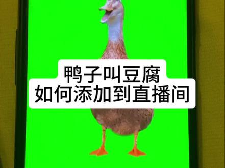 鸭子叫豆腐添加到直播间教程,影优尽优绿幕直播教程。#鸭子叫豆腐 #卖豆腐馍 #绿幕素材 #搞笑整蛊